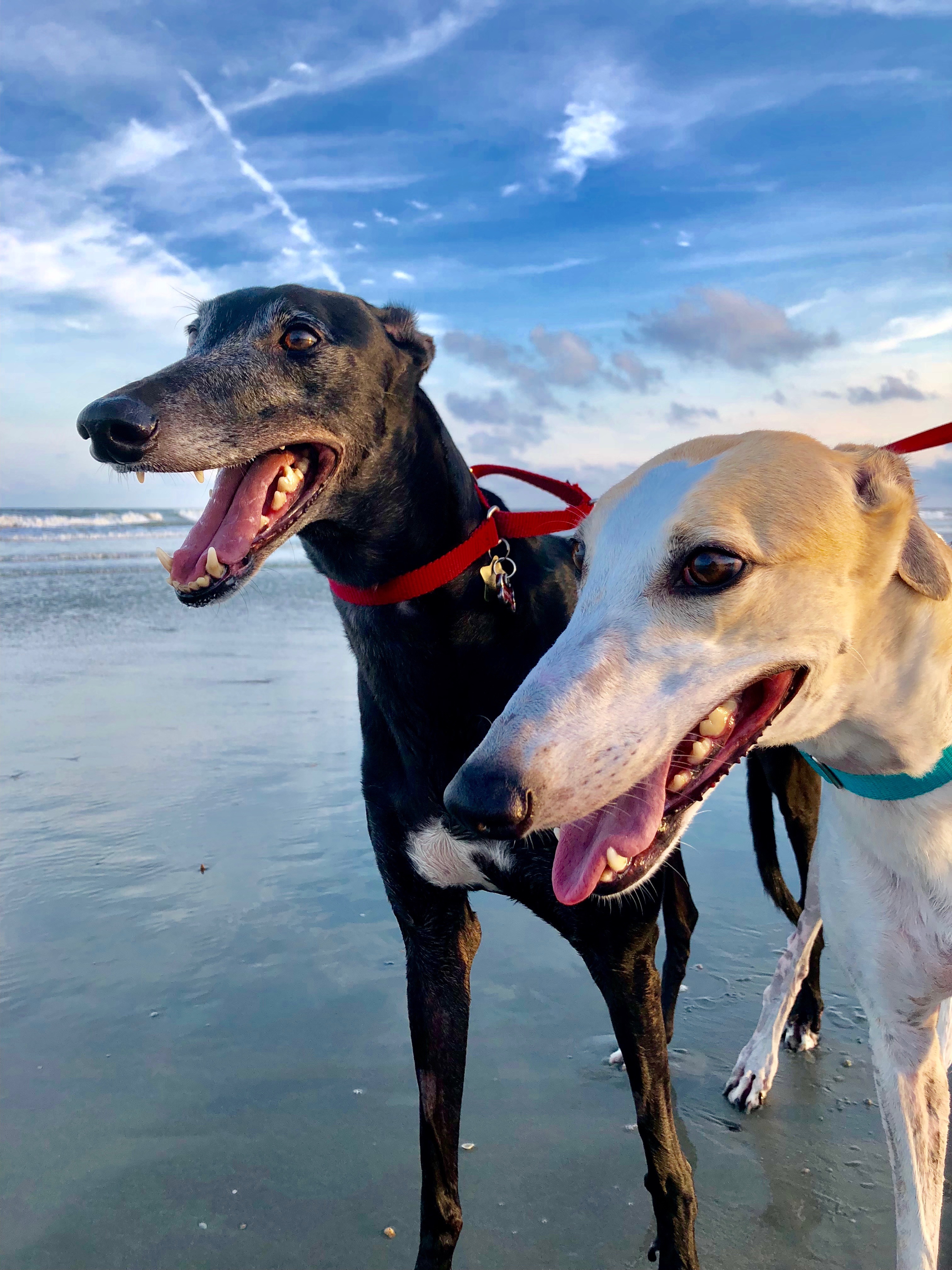 Ark and Hillary, our two greyhounds, on the beach in 2019.